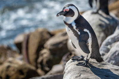 Close-up of bird perching on rock