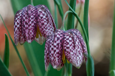 Close-up of purple flowering plant