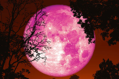 Low angle view of pink tree against sky at night