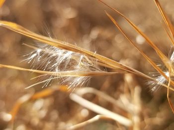 Close-up of stalks in field