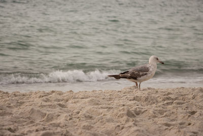 Seagull on beach