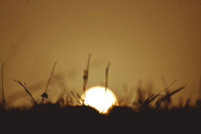 Close-up of silhouette plants on field against sky during sunset