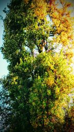 Low angle view of tree against sky