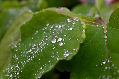 Close-up of water drops on leaves