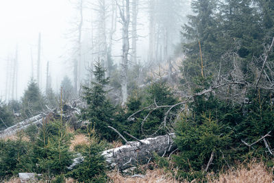 Pine trees in forest