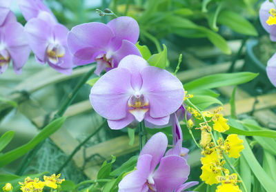 Close-up of purple flowering plant