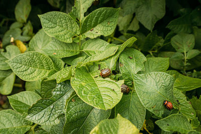 Close-up of plant