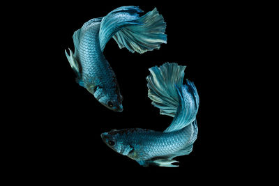 Close-up of fish swimming in sea