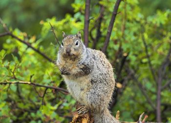 Squirrel on tree trunk