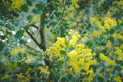 Close-up of yellow flowering plant on field