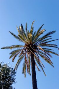 Low angle view of palm trees against clear blue sky