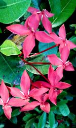 Close-up of pink flowers