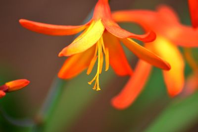 Close-up of flowers