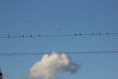 Low angle view of birds perching on power line