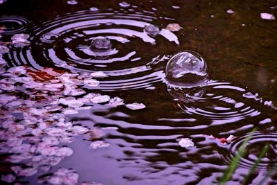 Close up of water lily in pond