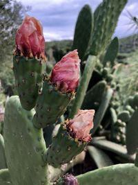 Close-up of succulent plant