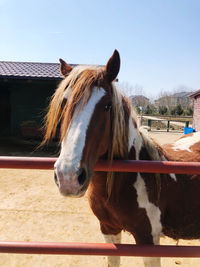 Horse standing in ranch