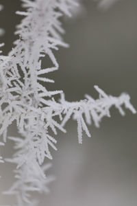 Close-up of frozen plant