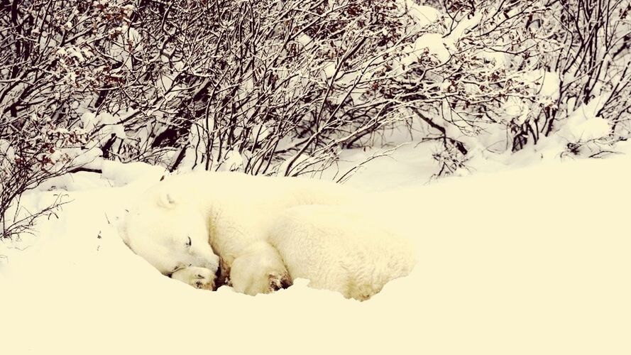 snow, winter, cold temperature, nature, no people, field, animal themes, frozen, outdoors, mammal, day, close-up