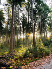 Trees growing in forest