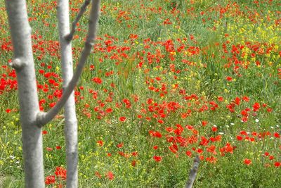 Plants growing on field