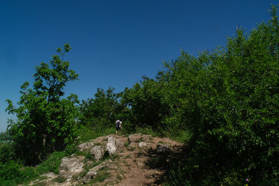 Man standing amidst trees against blue sky