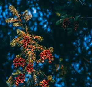 Low angle view of pine tree against sky