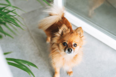 Small pretty red pomeranian dog looking at camera at home