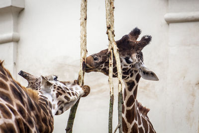 Close-up of two giraffe in zoo