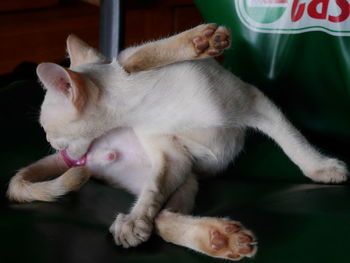 Close-up of cat sleeping