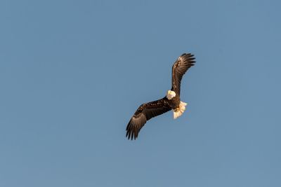 Low angle view of eagle flying against clear sky