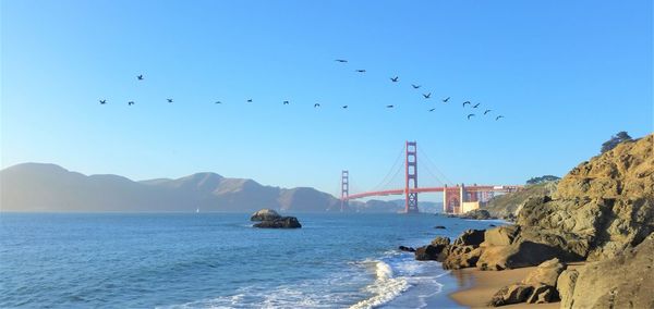 Birds flying over sea against clear sky