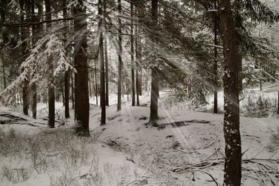 Trees in forest during winter