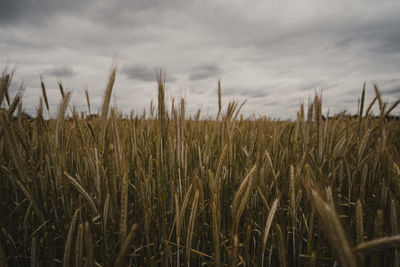 Close-up of wheat field against sky