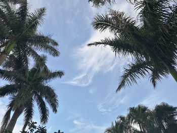 Low angle view of coconut palm trees against sky