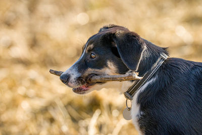 Close-up of a dog looking away