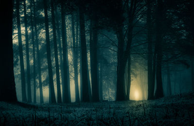 Trees in forest during foggy weather