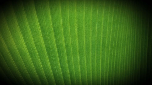 Full frame shot of green plant