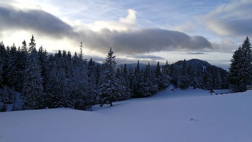 Trees on snow covered landscape against sky