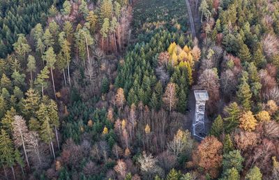 High angle view of pine trees in forest