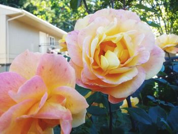 Close-up of yellow flowers blooming outdoors