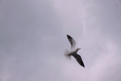 Low angle view of seagull flying in sky