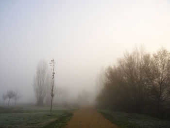 Trees on field against sky during foggy weather