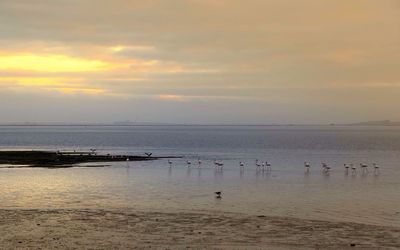 Scenic view of sea at sunset