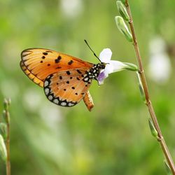 Close-up of butterfly pollinating on flower