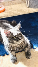 High angle view of cat lying on floor