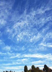 Low angle view of trees against blue sky