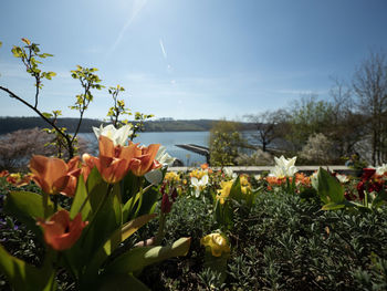 Close-up of flowering plants against sky