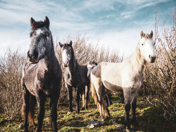 Horses standing in a field