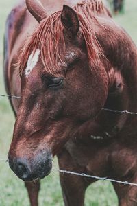 Close-up of horse in ranch